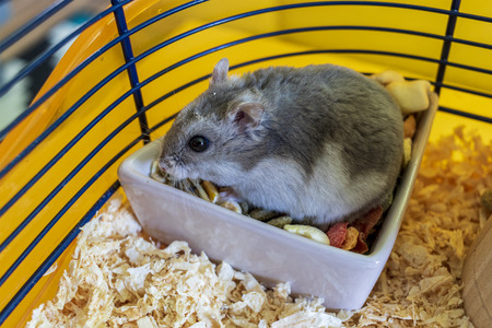 Hamster inside his cage sitting in the bowl of foodの写真素材