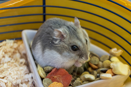 Hamster inside his cage sitting in the bowl of foodの写真素材