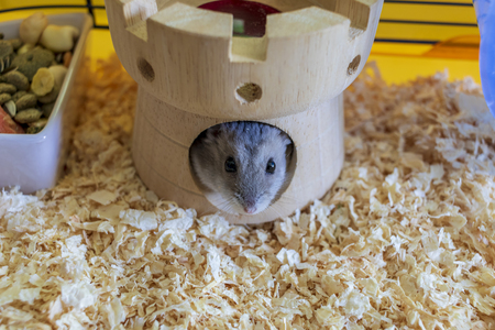 Hamster inside his cage hiding in his castle houseの写真素材