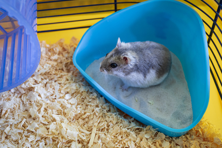 Hamster inside his cage sitting in his sandboxの写真素材