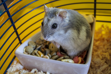 Hamster inside his cage sitting in the bowl of foodの写真素材