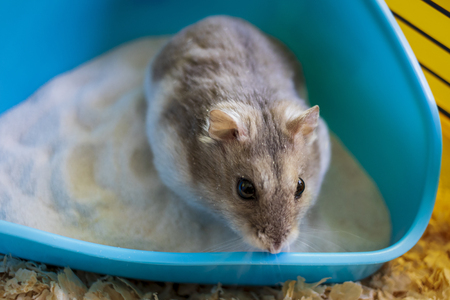 Hamster inside his cage sitting in his sandboxの写真素材