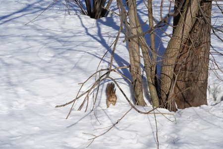 A gray red squirrel stands in the snow with its paws folded on its chest and looks into the camera. Front viewの写真素材