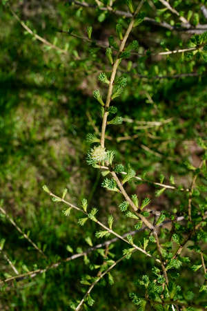 A cone in the form of a flower blooms on a larch branch along with brushes of soft green coniferous leaves. High angle. Top viewの写真素材