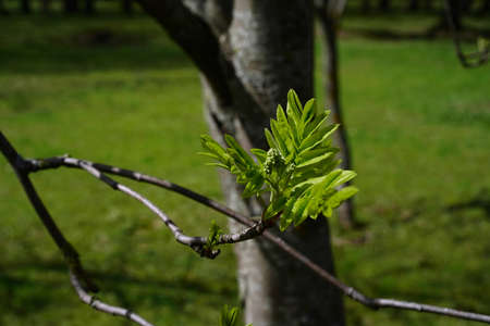 Blooming fluffy rowan leaves and round green rudiments of flowers. Isolated on a branch. At eye levelの写真素材