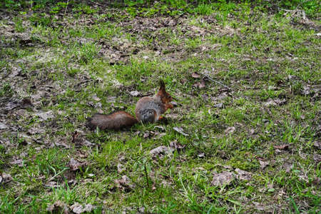 Gray and red squirrel feeds sitting on the ground among young grass during molting.の写真素材