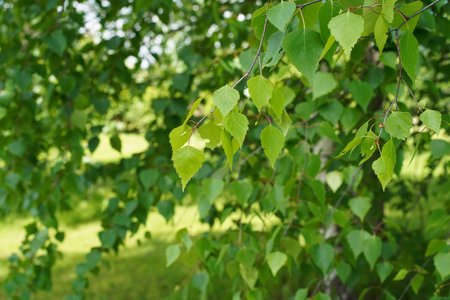 Young light yellow-green birch leaves against the background of darker counterparts.の写真素材