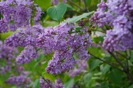A flowering branch of lilac is strewn with flowers and buds, Close-up. At eye levelの写真素材