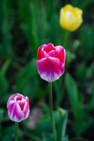 Crimson tulip with pink and red tint and white border. Close-upの写真素材