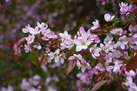Pale pink apple flowers on a horizontally growing branch with reddish, brown and green leaves and crimson buds. Fruit tree during the bloom. Close-up, at eye level.の写真素材