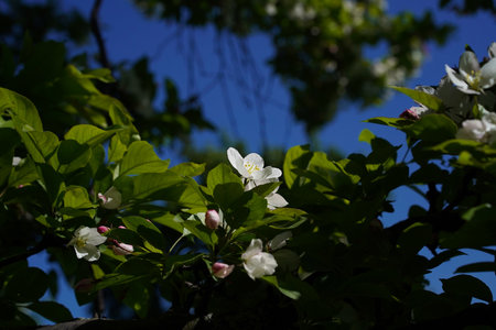 Single white apple flower illuminated by the rays of the setting sun. Blooming tree, dark foliage and sky in the background. Close-up, at eye level.の写真素材