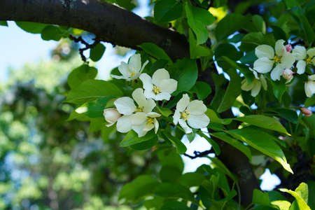 White flowers of an apple tree grow on a branch in the green shade of foliage.の写真素材