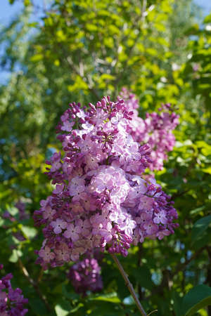 Pink, purple, lilac syringa branch blooms, vertical photo, close-up, green background