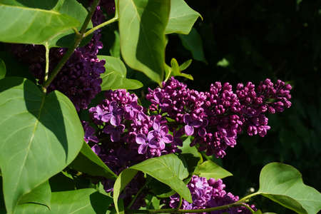 Violet, purple, lilac syringa branch blooms among green leaves, close-up, horizontal photo, at eye levelの写真素材