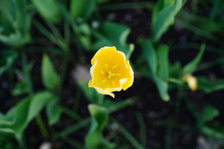 Yellow tulip flower top view, stamens and pistil of the plant, contrasting background