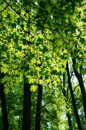Young yellow-green foliage of maples backlit by the sun, vertical photoの写真素材