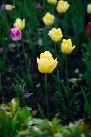 Yellow tulip flower on a contrasting background of a flower bedの写真素材
