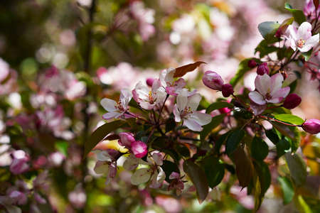 Light pink flowers and crimson buds on an apple tree blooming branch, focus on one flower, background in blur, close-up, postcard photoの写真素材