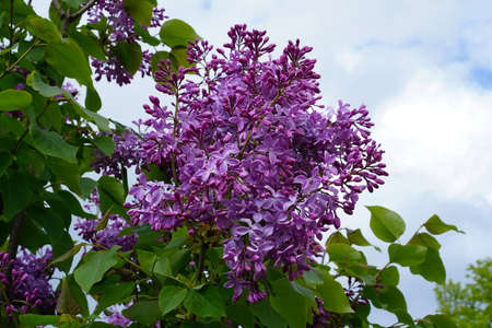 Purple and lilac blooming syringa branch with dark green leaves evenly illuminated on a cloudy dayの写真素材