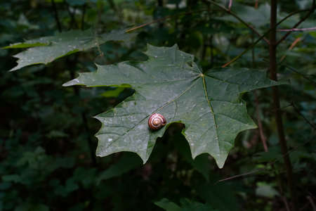 White-lipped snail in a white shell with reddish-brown stripes on a large green maple leaf in the woods. Close-upの写真素材