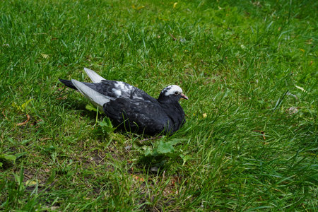 A gray white-headed pigeon resting on the green grass on a sunny day. An adult bird sits on a bright green lawn in a park on a hot summer afternoon.の写真素材