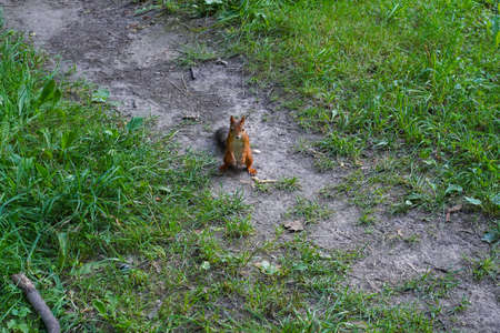 The male orange squirrel stands on his hind legs, looks at the camera. The young free-ranging wild animal is holding his front paws on his weight, standing in the middle of a path.の写真素材