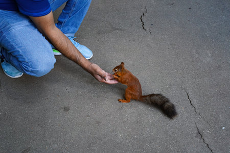 A squirrel stands on its legs, taking a nut from the man's hand. The red squirrel takes the treat from the outstretched hand of the brown-skinned man crouched in front of itの写真素材