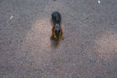 Top view of a gray squirrel gnawing on a hazelnut. A charming rodent with orange paws, a gray head, back and fluffy tail sits in the middle of a footpath, eats a treat from a humanの写真素材
