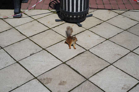 An orange squirrel looks at the camera while on the light square tile of the parkway. Behind the...