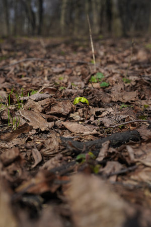A green sprout spreads leaves among dry brown leaves on the ground in early spring. Sprouting of trees, shrubs and grasses in the wild. Close-up, blurred natural background.の写真素材
