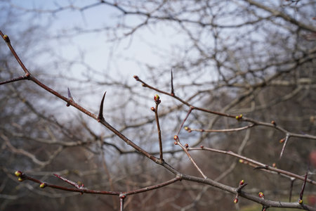 Bare branches with buds and thorns in early spring. Close-up of red-green buds, selective focus, blurred natural background.の写真素材