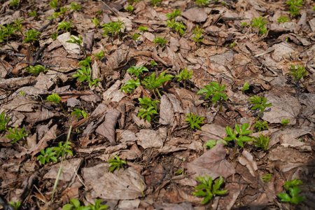 Small green plants growing in the spring forest among the dry brown leaves of last year. Early spring in the forest. Natural background. Medium shot.の写真素材