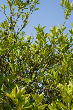A lime ripens on a tree with green leaves against a blue clear sky in South Asia. Vertical photo. Several limes growing in the garden on a sunny, hot day.の写真素材