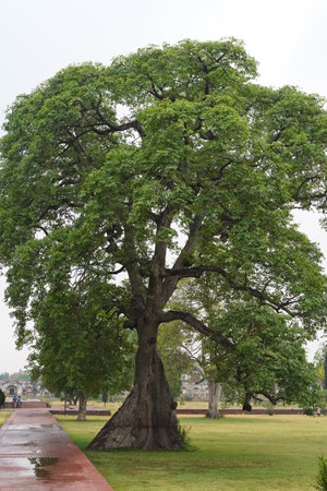 A tall green chestnut tree in the park. An old tree with a wide trunk in South Asia, Punjab. Vertical photo.の写真素材