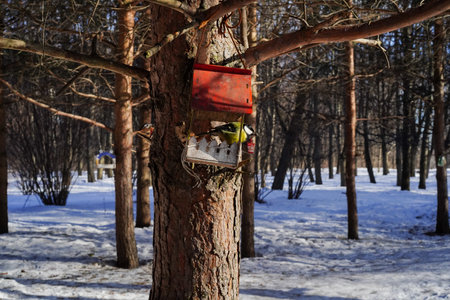 A great tit peeks out of its bird house in winter. A male great tit pecking seeds in a bird feeder on a tree in pine forest, natural background, horizontal photo.の写真素材