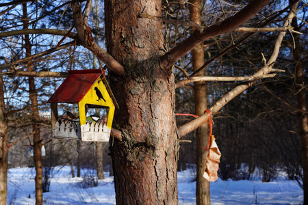 A great tit in a tree feeder. Wild forest yellow and black bird in a bird house on a pine tree in winter.の写真素材