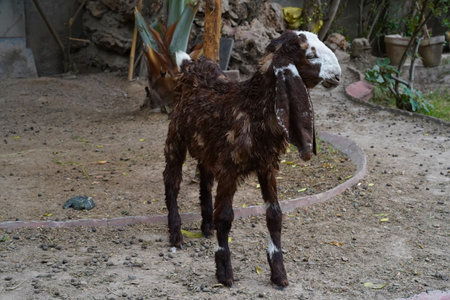 Brown little goat with long ears, Kamori breed in profile close-up. A young animal of dairy and meat farming in Pakistan.の写真素材