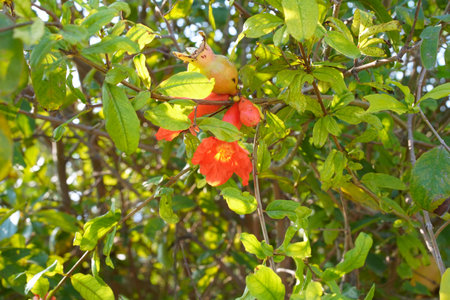 A pomegranate fruit ripens among the red flowers and buds on a tree branch amidst the green leaves. Scarlet flowers of a tropical garden shrub, illuminated by the sun. Close-up.の写真素材