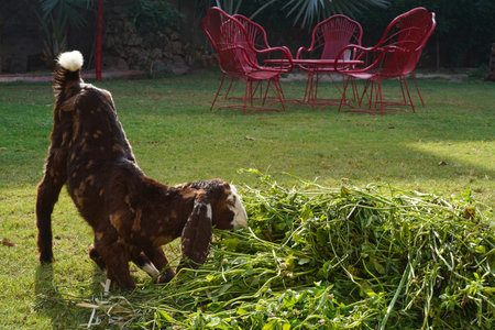 A brown Kamori goat eats grass while kneeling. A Pakistani-bred long-eard goatling feeds on fresh greens on a green lawn in the backyard. Close-up, blurred background.の写真素材