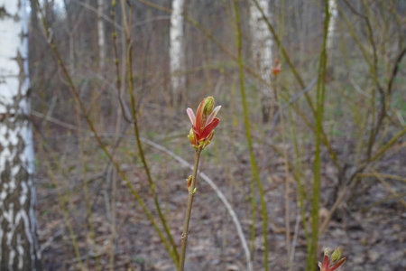A bud blossoming on a branch, close-up. A red and green bud blossoms on a shrub branch in the forest in spring.の写真素材