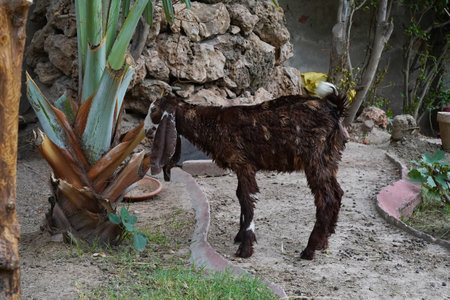 A brown baby goat with long ears, Kamori breed, scratching its growing horns. A young female goatling in profile, with wet fur after a shower, grazing in the backyard. Close-up.の写真素材