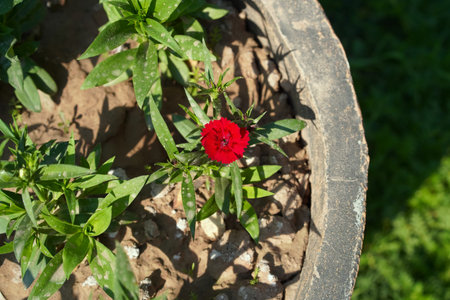 Red garden carnation isolated flower growing in a pot in a tropical garden in Asia. Top view, medium shot, selective focus.の写真素材