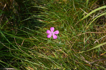 Field carnation. The pink flower of dianthus campestris grows isolated among grass in a meadow. Sharpness focused only on flower in the center of the photo, high quality, close-up.の写真素材