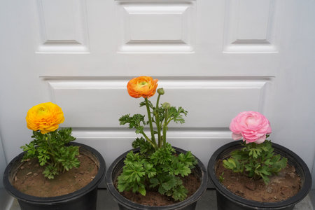 Persian buttercup flowers grow and bloom in flowerpots in a garden. The vibrant blooms of asian...