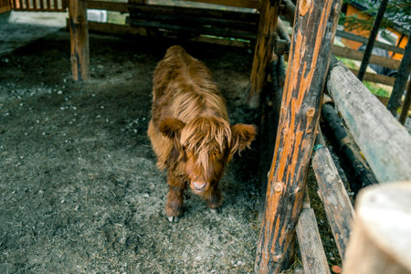 Highland cattle in a cage.の写真素材