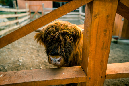 Portrait of a Scottish highland cow in the corral.の写真素材