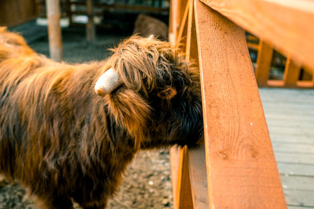 Close Up of Highland Cow, Thailand. (selective focus)の写真素材