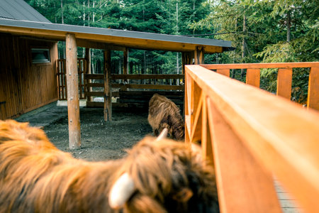 Cattle in the paddock of a wooden house in the forestの写真素材