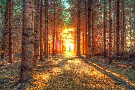 Sunlight into forest