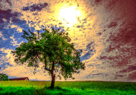 Lonely treeの写真素材